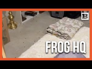 Read more about the article Florida Homeowner Stumbles Upon Hilarious Tiny Frog Invasion!
