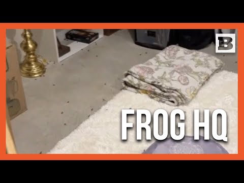 Read more about the article Florida Homeowner Stumbles Upon Hilarious Tiny Frog Invasion!