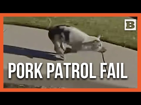 Read more about the article Pig on the Run: Tiny Ham Outwits Cops in Springville Chase!