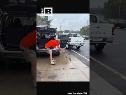 Read more about the article Venomous Tiger Snake Slithers Up Aussie’s Leg in Shocking Car Encounter!