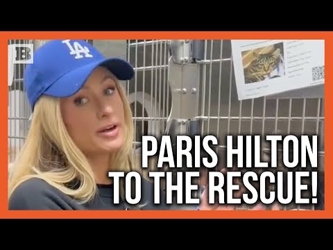 You are currently viewing Paris Hilton’s Heartfelt Plea to Reunite Cat Torn from Owner by Fires