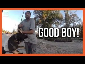 Read more about the article Hero K9 Takes Down Fugitive on the Run from Police!