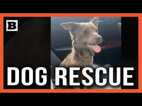 You are currently viewing Heroic Rescue: Chicago Pup Saved from Highway Hazards, Owner Missing!