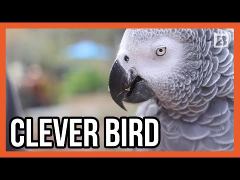 You are currently viewing Einstein the Parrot Steals the Show with a Self-Sung Birthday Bash!