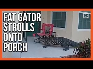 Read more about the article Florida Man vs. Massive Gator: Police Wrangle Unexpected Porch Guest!