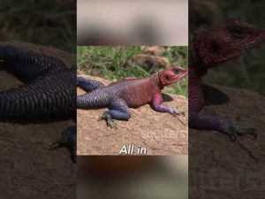 Read more about the article American Dreams Shattered: Fleeing to Africa Goes Awry