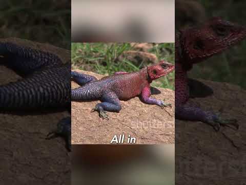 You are currently viewing American Dreams Shattered: Fleeing to Africa Goes Awry