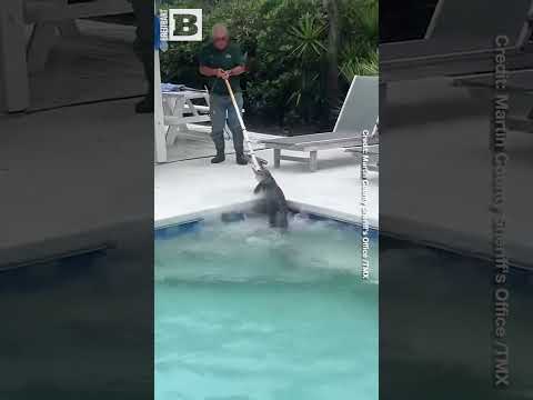 You are currently viewing Gator Breaks in for Pool Day: Deputies Rescue Florida Backyard!
