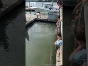 Read more about the article Unlikely Allies Unite: What This Powerful Partnership Means for You!