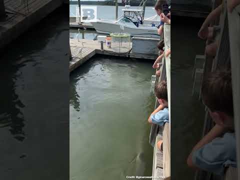 You are currently viewing Unlikely Allies Unite: What This Powerful Partnership Means for You!