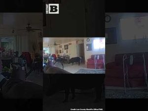 Read more about the article Wild Boar Causes Chaos in Home: You Won’t Believe the Aftermath!
