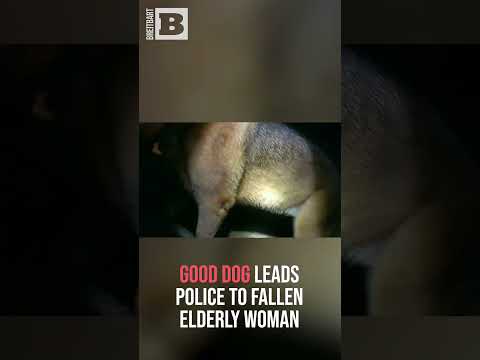 You are currently viewing Heroic Dog Helps Police Rescue Fallen Elderly Woman in Heartwarming Tale