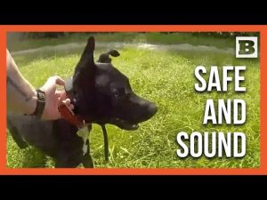 Read more about the article Heroic Rescue: Family Reunited with Dog Saved from Busy Traffic!