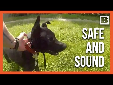 You are currently viewing Heroic Rescue: Family Reunited with Dog Saved from Busy Traffic!