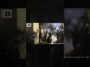 Read more about the article Heroic Rescue: Adorable Puppies Saved from Fiery California Blaze!