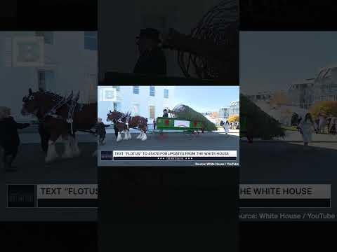 Read more about the article Melania Dazzles as She Reveals This Year’s Stunning White House Tree!